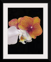 "Tangs Orchid", Ann Hutchinson