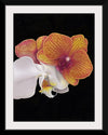 "Tangs Orchid", Ann Hutchinson