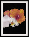 "Tangs Orchid", Ann Hutchinson