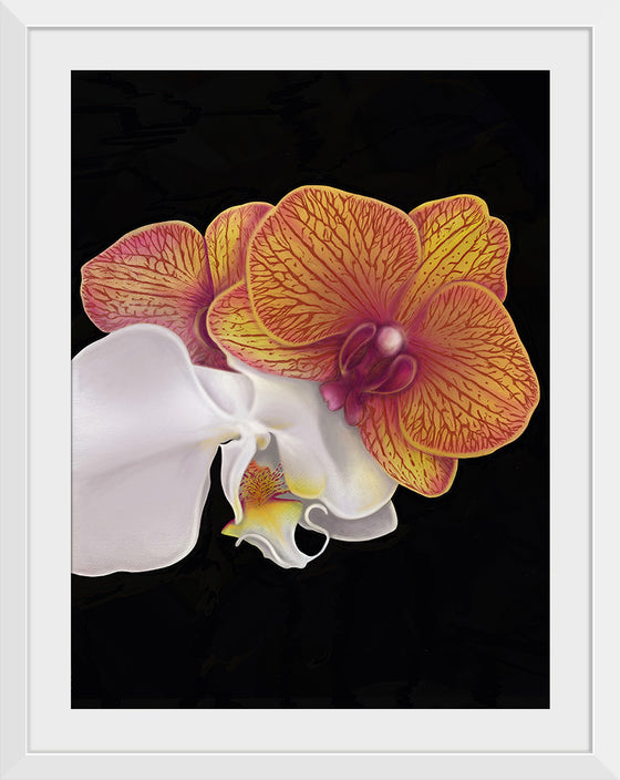 "Tangs Orchid", Ann Hutchinson