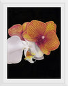 "Tangs Orchid", Ann Hutchinson