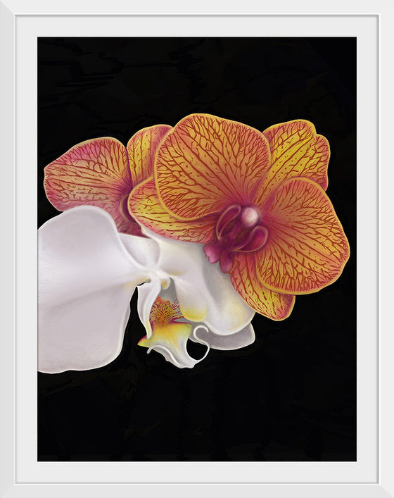 "Tangs Orchid", Ann Hutchinson