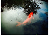 "Big Orange Koi", Julie Ellitt