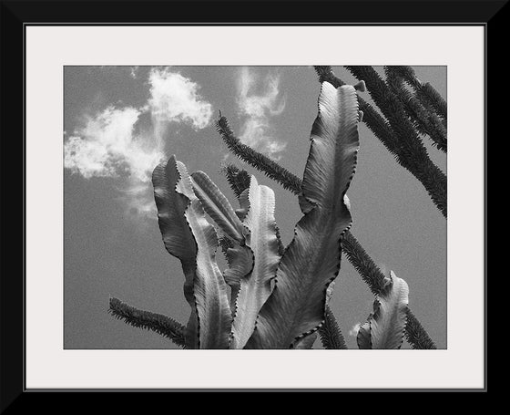 "Cactus 2", Julie Ellitt