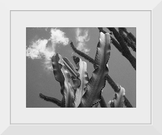 "Cactus 2", Julie Ellitt