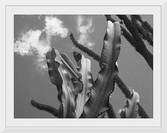 "Cactus 2", Julie Ellitt