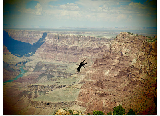 "Grand Canon Black Bird", Julie Ellitt