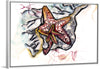 "Starfish Driftwood", Ky Colquhoun