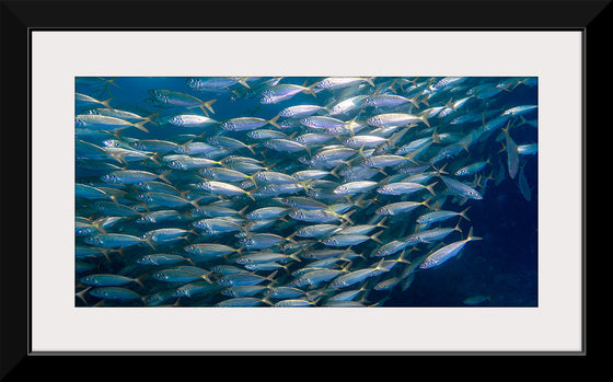 "Underwater Animals – School of Fish", Victor Hawk