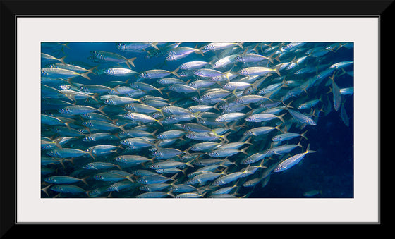 "Underwater Animals – School of Fish", Victor Hawk