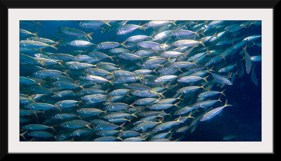 "Underwater Animals – School of Fish", Victor Hawk