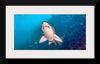 "Underwater Animals – Shark 1", Victor Hawk