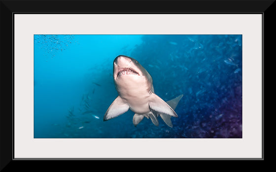 "Underwater Animals – Shark 1", Victor Hawk