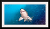 "Underwater Animals – Shark 1", Victor Hawk