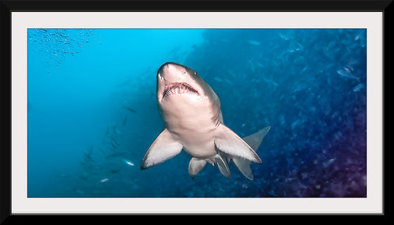 "Underwater Animals – Shark 1", Victor Hawk