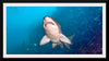 "Underwater Animals – Shark 1", Victor Hawk