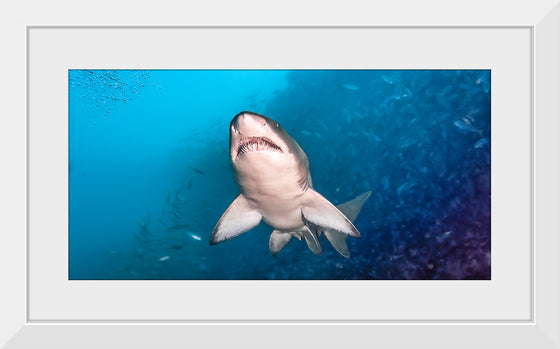 "Underwater Animals – Shark 1", Victor Hawk