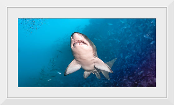 "Underwater Animals – Shark 1", Victor Hawk