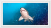 "Underwater Animals – Shark 1", Victor Hawk