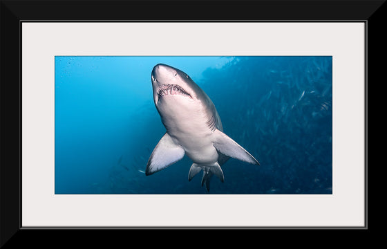 "Underwater Animals – Shark 2", Victor Hawk