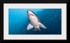 "Underwater Animals – Shark 2", Victor Hawk