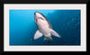 "Underwater Animals – Shark 2", Victor Hawk