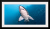 "Underwater Animals – Shark 2", Victor Hawk