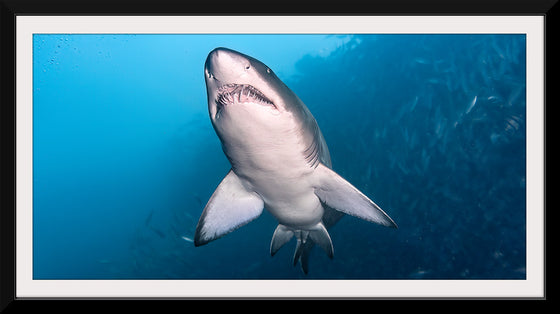 "Underwater Animals – Shark 2", Victor Hawk