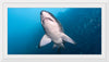 "Underwater Animals – Shark 2", Victor Hawk