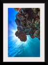 "Underwater Animals – GBR Corals 30", Victor Hawk