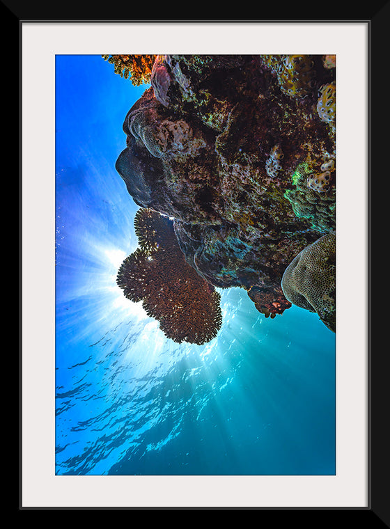 "Underwater Animals – GBR Corals 30", Victor Hawk