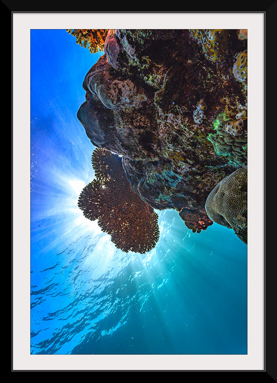 "Underwater Animals – GBR Corals 30", Victor Hawk