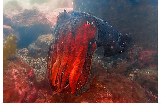 "Underwater Animals – Cuttlefish 3", Victor Hawk