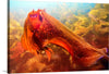 "Underwater Animals – Cuttlefish 4", Victor Hawk