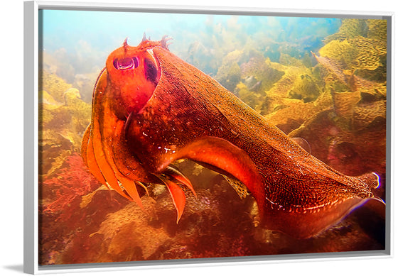 "Underwater Animals – Cuttlefish 4", Victor Hawk