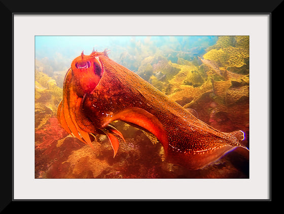 "Underwater Animals – Cuttlefish 4", Victor Hawk