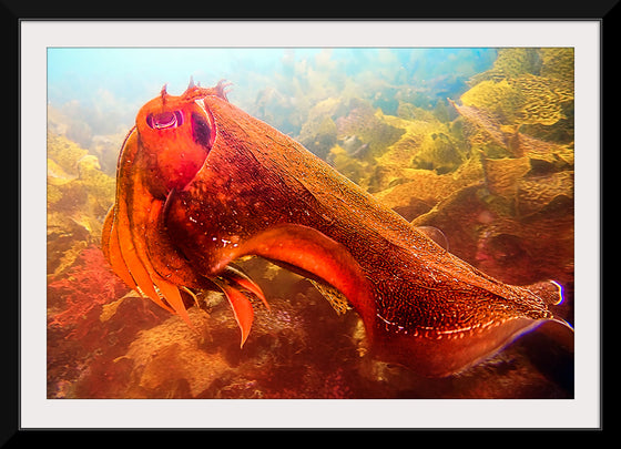 "Underwater Animals – Cuttlefish 4", Victor Hawk