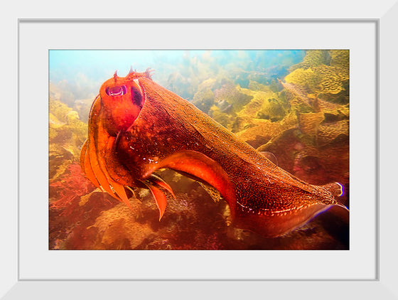 "Underwater Animals – Cuttlefish 4", Victor Hawk