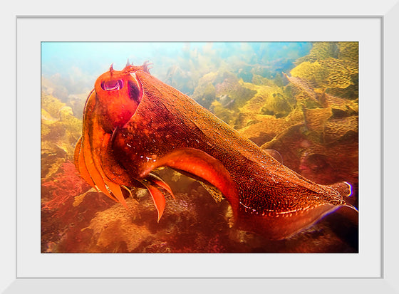 "Underwater Animals – Cuttlefish 4", Victor Hawk