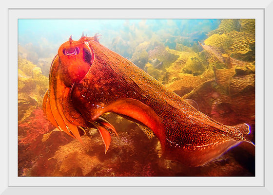 "Underwater Animals – Cuttlefish 4", Victor Hawk