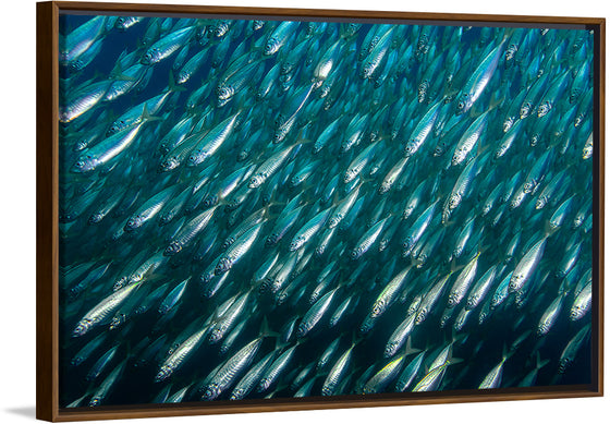 "Underwater Animals – School of Fish 12", Victor Hawk