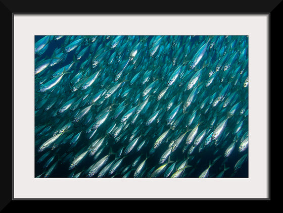 "Underwater Animals – School of Fish 12", Victor Hawk