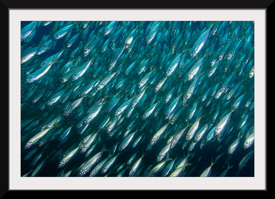 "Underwater Animals – School of Fish 12", Victor Hawk