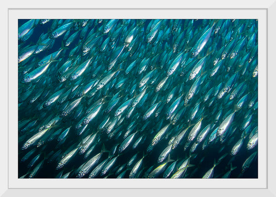 "Underwater Animals – School of Fish 12", Victor Hawk