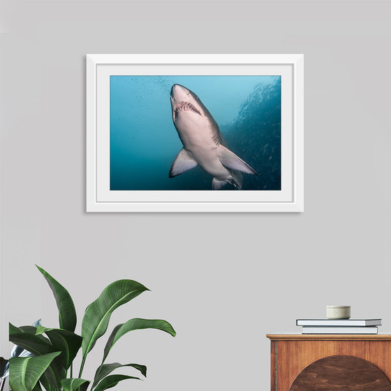 "Underwater Animals – Shark 3", Victor Hawk