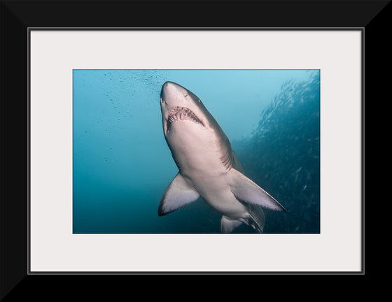 "Underwater Animals – Shark 3", Victor Hawk