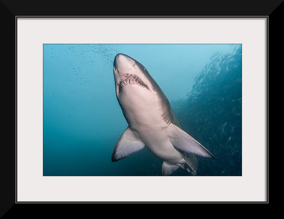 "Underwater Animals – Shark 3", Victor Hawk