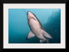 "Underwater Animals – Shark 3", Victor Hawk