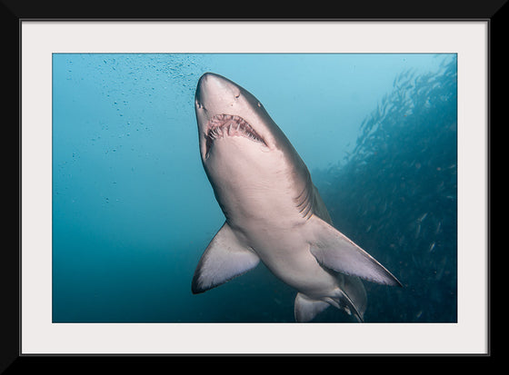 "Underwater Animals – Shark 3", Victor Hawk