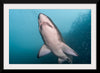 "Underwater Animals – Shark 3", Victor Hawk